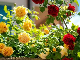 Φωτογραφία για Φροντίδα της Τριανταφυλλιάς την άνοιξη