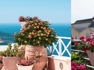 Φωτογραφία για Μπαλκόνια με πολύ ήλιο: φυτά που αντέχουν και βασικές φροντίδες