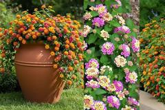 Λαντάνα. Έντονο χρώμα σε δύσκολα σημεία, με ελάχιστη φροντίδα