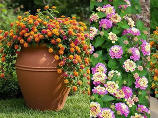 Φωτογραφία για Λαντάνα. Έντονο χρώμα σε δύσκολα σημεία, με ελάχιστη φροντίδα