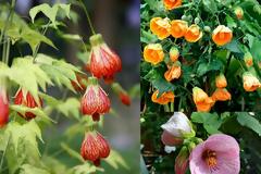 Αβούτιλο – καλλωπιστικός θάμνος με εντυπωσιακά κρεμαστά άνθη