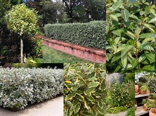 Φωτογραφία για Ελαίαγνος: ανθεκτικός θάμνος για φράχτες και διαμορφώσεις κήπου