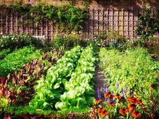 Φωτογραφία για Τι είναι το foodscaping και πώς μπορεί να εφαρμοστεί σε κήπους και μπαλκόνια