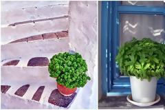 Γιατί ξεραίνεται ο βασιλικός