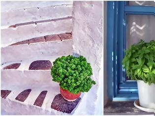 Φωτογραφία για Γιατί ξεραίνεται ο βασιλικός