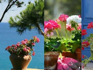 Φωτογραφία για Γεράνι: Από τα πιο κλασικά μεσογειακά φυτά για κήπο ή μπαλκόνι