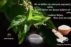 σαν ποίημα, σαν μύθος- όταν με ρώτησαν να πω δυό λόγια ακόμα για την τσουκνίδα, είπα…