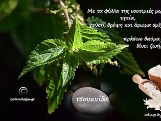 Φωτογραφία για σαν ποίημα, σαν μύθος- όταν με ρώτησαν να πω δυό λόγια ακόμα για την τσουκνίδα, είπα…