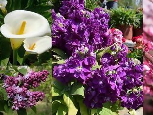 Φωτογραφία για Λουλούδια της Μεγάλης Εβδομάδας: ανοιξιάτικα λουλούδια και πασχαλινές παραδόσεις