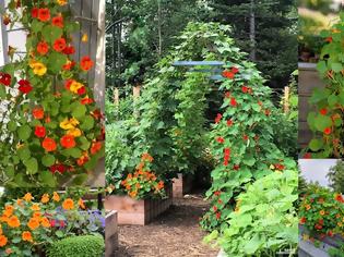 Φωτογραφία για Ινδοκάρδαμο: Εύκολη καλλιέργεια και έντονη καλοκαιρινή ανθοφορία