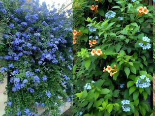 Φωτογραφία για 11 Φυτά για να καλύψετε κάγκελα, τοίχους και αντιαισθητικά σημεία σε εξωτερικούς χώρους