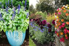 13 Ανθεκτικά φυτά καλοκαιρινής ανθοφορίας για κήπο και μπαλκόνι