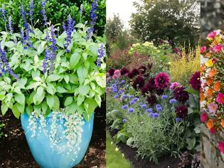 Φωτογραφία για 13 Ανθεκτικά φυτά καλοκαιρινής ανθοφορίας για κήπο και μπαλκόνι