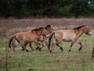 Φωτογραφία για Τσερνόμπιλ 40 χρόνια μετά: Ο άνθρωπος έφυγε, η φύση κατέλαβε το τοπίο
