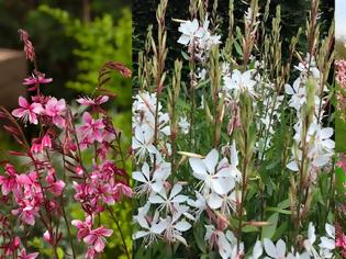 Φωτογραφία για Γκάουρα. Ένα πολύ ιδιαίτερο και ανθεκτικό φυτό