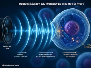 Φωτογραφία για Επίδραση ακουστικού ήχου στα κύτταρα – η ηχητική διέγερση των κυττάρων με ακουστικούς ήχους μεταβάλλει τη γονιδιακή δραστηριότητα.