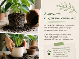 Φωτογραφία για Πότε ένα φυτό χρειάζεται μεταφύτευση