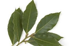 Η Δάφνη στις Φακές: όταν η παράδοση συναντά τη γαστρονομική επιστήμη και γιατί βάζουμε φύλλα δάφνης στις φακές!