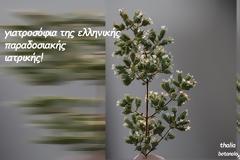 Χρήση βοτάνων στην παραδοσιακή μας ιατρική - 5ο