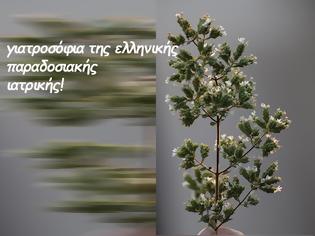 Φωτογραφία για Χρήση βοτάνων στην παραδοσιακή μας ιατρική - 5ο