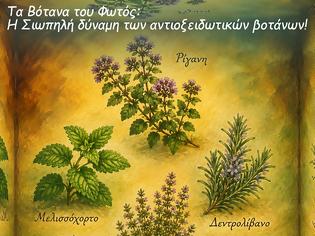 Φωτογραφία για Χρώματα και αρώματα που αντιστέκονται στον χρόνο: η σιωπηλή δύναμη των αντιοξειδωτικών βοτάνων.