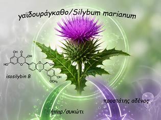 Φωτογραφία για isosilybin B, ένα ισχυρότατο μόριο του γαϊδουράγκαθου που εξουδετερώνει τα καρκινικά κύτταρα του προστάτη!