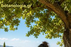 Πεπόνι: είκοσι και ένας λόγοι για να μην το ξεχνάμε