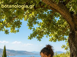 Φωτογραφία για Πεπόνι: είκοσι και ένας λόγοι για να μην το ξεχνάμε