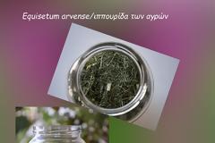 Πολυκόμπι – Ένα ισχυρότατο διουρητικό και αντιφλεγμονώδες βότανο
