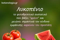 Το κόκκινο νήμα της φύσης – Ένα ταξίδι στο λυκοπένιο και στους καρπούς που γεννά το ελληνικό καλοκαίρι