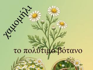 Φωτογραφία για Θεραπευτικά βότανα που μπορούμε να καλλιεργήσουμε στο μπαλκόνι μας.