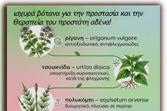 ισχυρά βότανα, στα πλαίσια μιας υγιεινής διατροφής, τα οποία επιδρούν θετικά στην πρόληψη αλλά και στη θεραπεία του καρκίνου του προστάτη