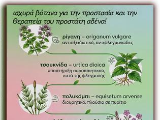 Φωτογραφία για ισχυρά βότανα, στα πλαίσια μιας υγιεινής διατροφής, τα οποία επιδρούν θετικά στην πρόληψη αλλά και στη θεραπεία του καρκίνου του προστάτη