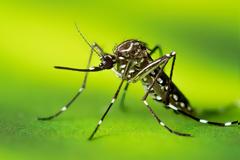 Ανησυχία για την αυξανόμενη κυκλοφορία του ιού του Δυτικού Νείλου – Η Ελληνική Εταιρεία Λοιμώξεων ζητά άμεση κλιμάκωση μέτρων
