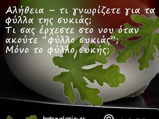 Φωτογραφία για Εσείς τρώτε τα φύλλα της συκιάς;