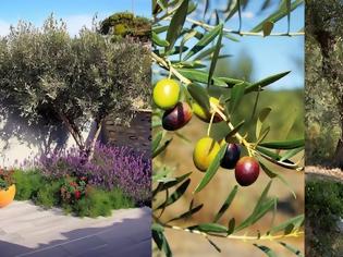 Φωτογραφία για Ελιά. Το καρποφόρο που συχνά καλλιεργείται και ως καλλωπιστικό