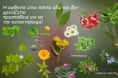Βότανα με ισχυρότατες αντιμικροβιακές ιδιότητες, ιδανικά για λοιμώξεις του ανώτερου και κατώτερου αναπνευστικού.