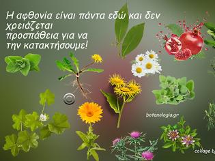 Φωτογραφία για Βότανα με ισχυρότατες αντιμικροβιακές ιδιότητες, ιδανικά για λοιμώξεις του ανώτερου και κατώτερου αναπνευστικού.