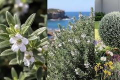 Βεστρίγκια. Το ανθεκτικό ...παραθαλάσσιο δεντρολίβανο