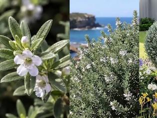 Φωτογραφία για Βεστρίγκια. Το ανθεκτικό ...παραθαλάσσιο δεντρολίβανο