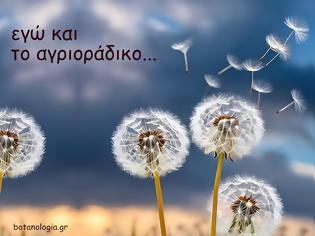 Φωτογραφία για Εγώ και το αγριοράδικο -  το αγριοράδικο δεν ζητά ένα μόνο χρώμα• ζητά να μοιάσει με ό,τι θαυμάζει στον κόσμο