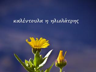 Φωτογραφία για Η καλέντουλα και ο κατιφές, δυό πανέμορφα λουλούδια, δυο ισχυρά φαρμακευτικά βότανα