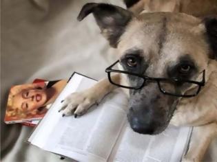 Φωτογραφία για ΔΕΙΤΕ: Σκύλοι που λατρεύουν το διάβασμα