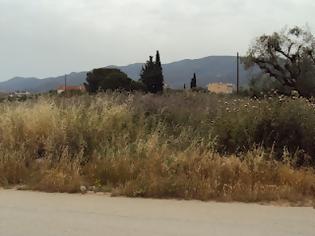 Φωτογραφία για Αναγνώστης επισημαίνει το κίνδυνο πυργακιάς σε χωράφι παραμελλημένο στο δήμο Δυμαίων