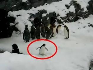 Φωτογραφία για Έδωσαν ecstasy σε πιγκουίνο και τον τράβηξαν βίντεο