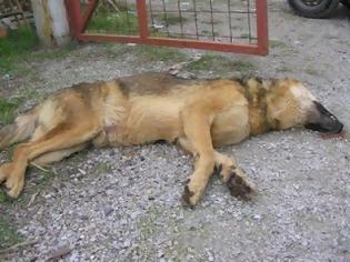 Φωτογραφία για Δηλητηρίασαν 20 σκυλιά μέσα σε ιδιωτικό καταφύγιο