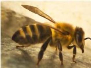 Φωτογραφία για Νεκρός μετά από τσίμπημα μέλισσας
