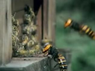 Φωτογραφία για ΑΠΙΣΤΕΥΤΟ – VIDEO: 30 σφήκες εξολοθρεύουν 30.000 μέλισσες!