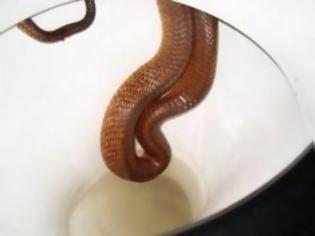 Φωτογραφία για Βγήκε φίδι από την... λεκάνη τουαλέτας στις Εργατικές Κατοικίες Σωτήρας