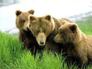 Φωτογραφία για Πολιτειακή παρέμβαση για τις αρκούδες ζητάει ο Αρκτούρος